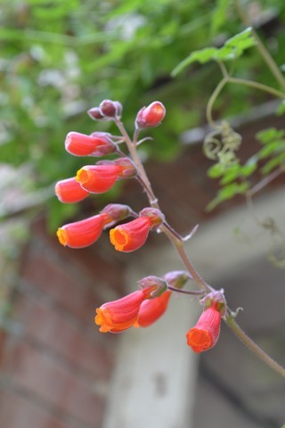 Eccremocarpus scaber rouge