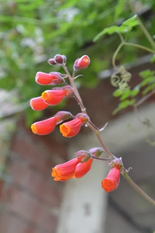 Eccremocarpus scaber rouge