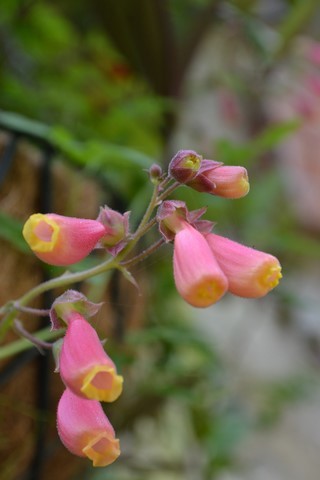 Eccremocarpus scaber rose