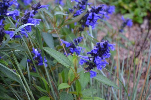 salvia corrugata