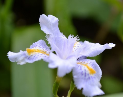 iris japonica