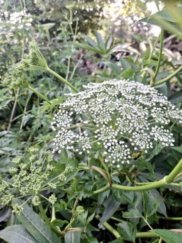 Dystaenia takesimana