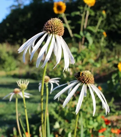 echinacea pallida Hula Dancer