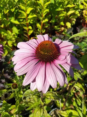 Echinacea magnus