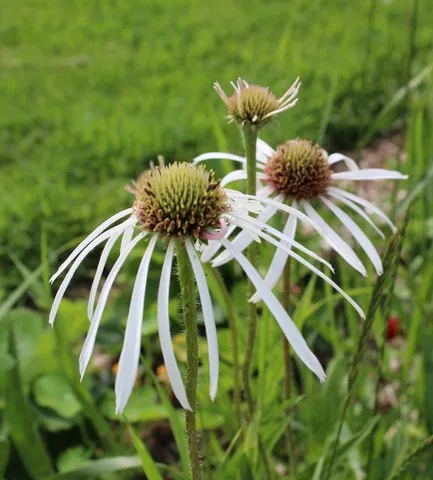 echinacea pallida Hula Dancer