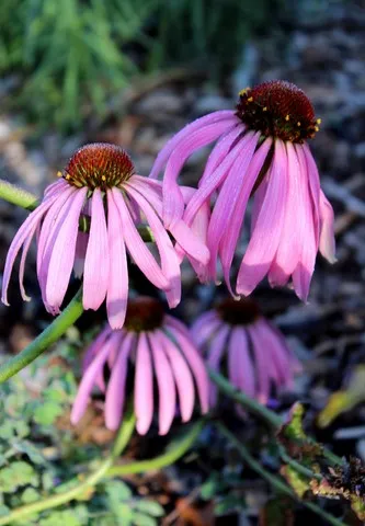 ECHINACEA SIMULATA