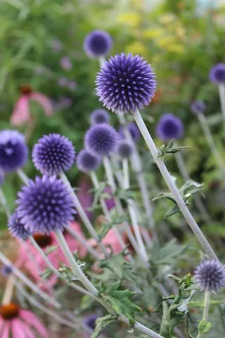 echinops ritro