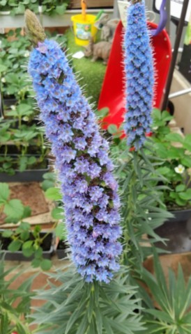 Echium fastuosum