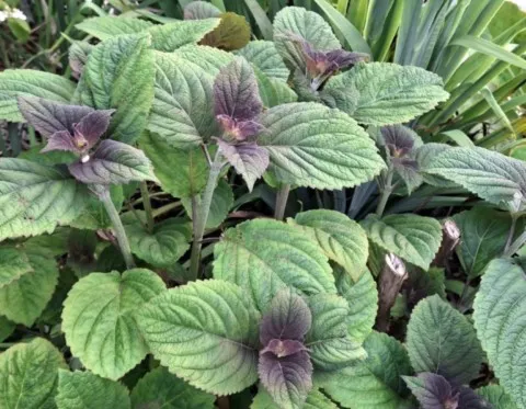 Elsholtzia flava