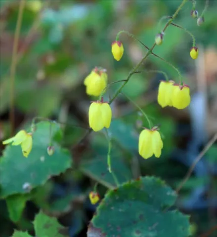 Epimedium campanulatum