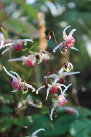 Epimedium 'Domino'