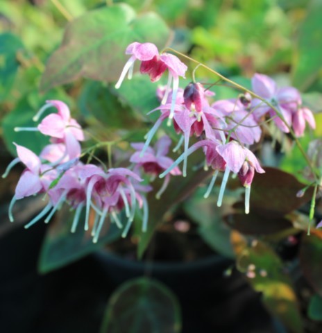 Epimedium 'Pretty in Pink'