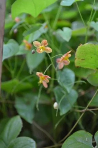 Epimedium x warleyense