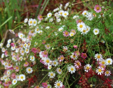 Erigeron karvinskianus