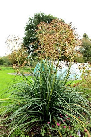Eryngium pandanifolium