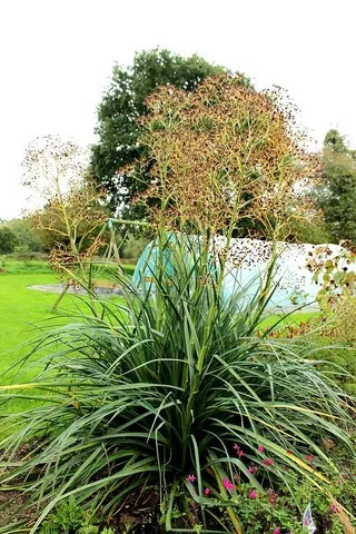 Eryngium pandanifolium