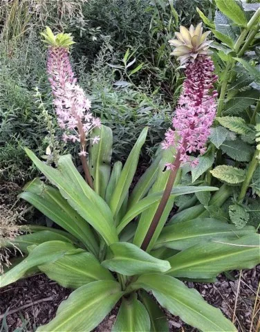 Eucomis comosa 'Reuben'
