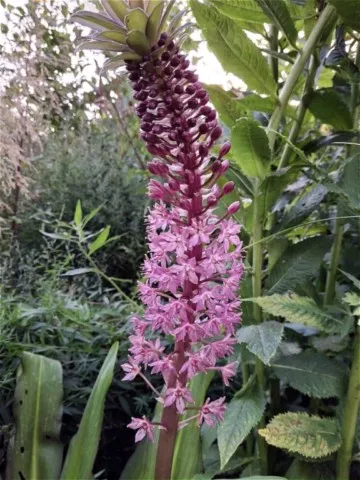 Eucomis comosa 'Reuben'