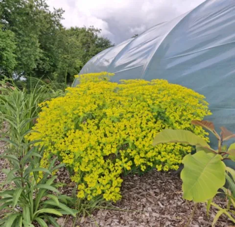 Euphorbia ceratocarpa