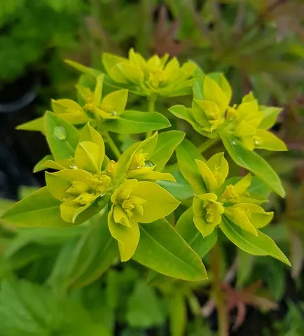 euphorbia corralioides