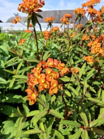 Euphorbia griffithii 'Fireglow'