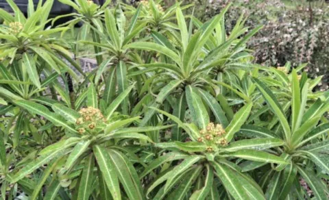 Euphorbia mellifera