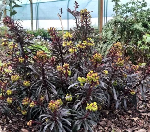 Euphorbia characias 'Miner's merlot'