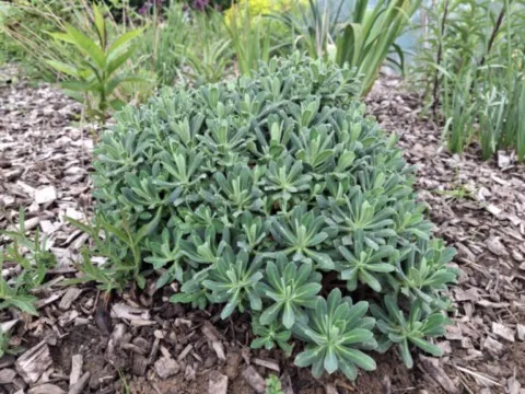 Euphorbia 'Portuguese Velvet