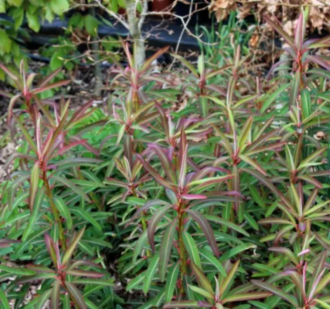 euphorbia sikkimensis