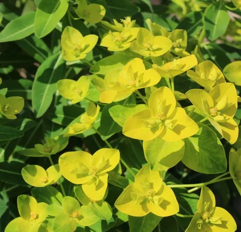 euphorbia wallichii