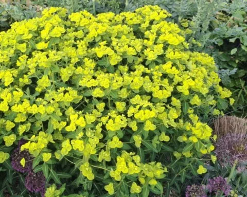 Euphorbia wallichii