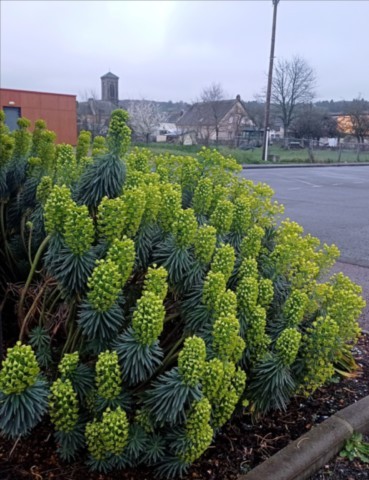 Euphorbia characias ssp. wulfenii