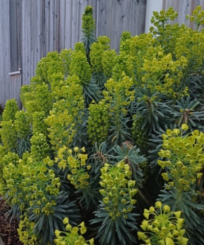 Euphorbia characias ssp. wulfenii