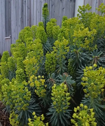 Euphorbia characias ssp. wulfenii