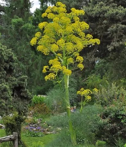 Ferula
