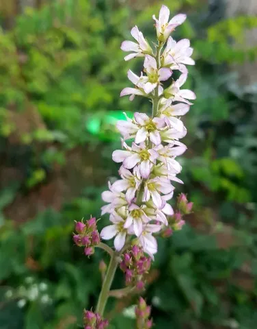 Francoa appendiculata