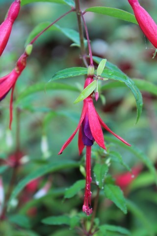 fuchsia hatschbachii