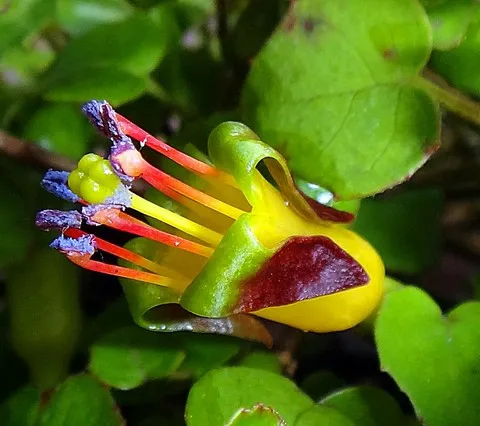 fuchsia procumbens
