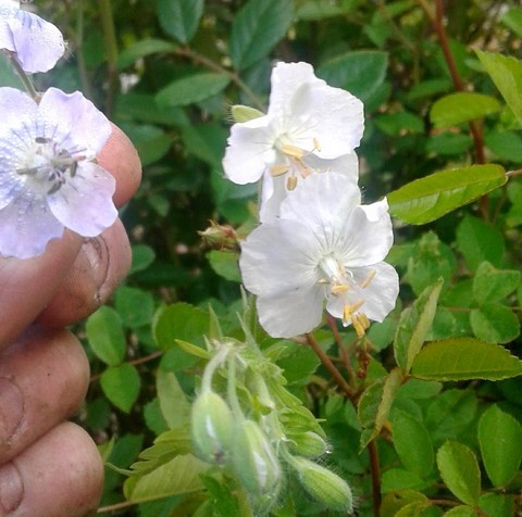 geranium phaeum album