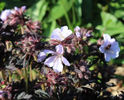 Geranium 'Black and White Army'