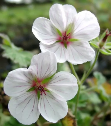 Geranium