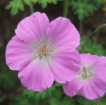geranium