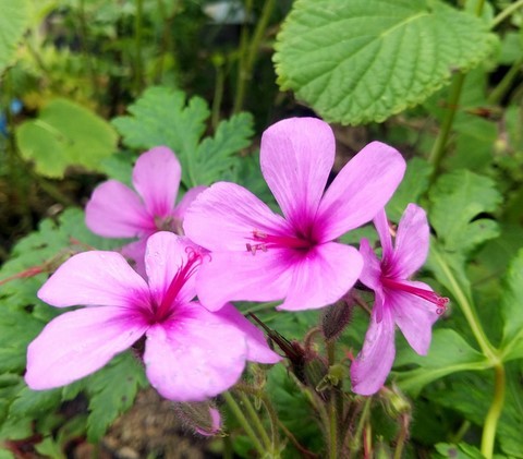 Geranium palmatum