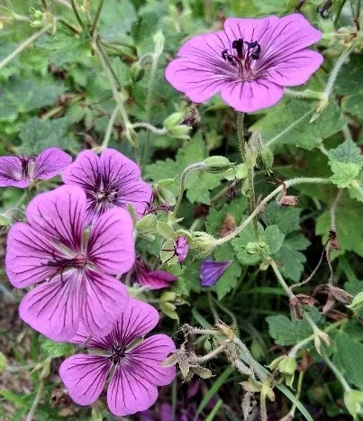 Geranium 'Pink Penny'