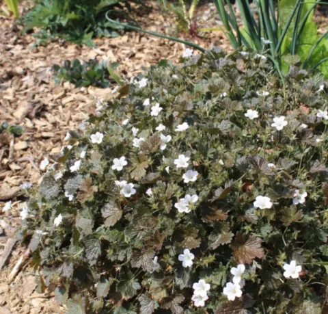 Geranium 'Rothbury red'