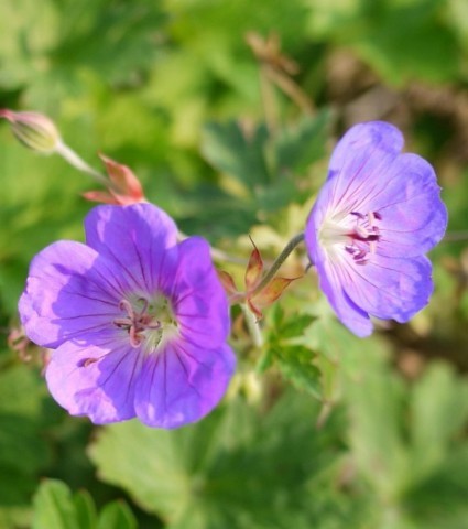 Geranium Rozanne