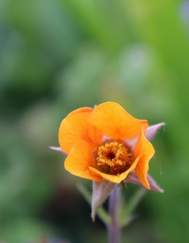 GEUM SPANISH FLY