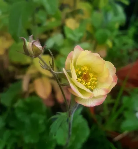 Geum 'Wet Kiss'