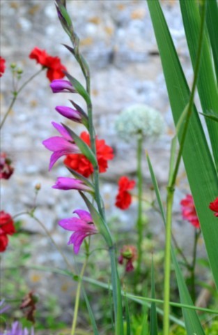Gladiolus communis ssp. byzantinus