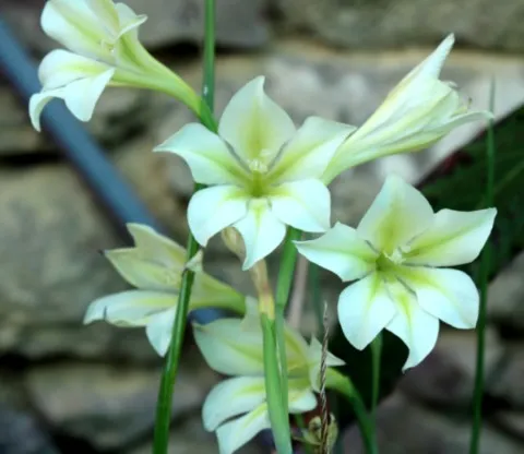 Gladiolus tristis